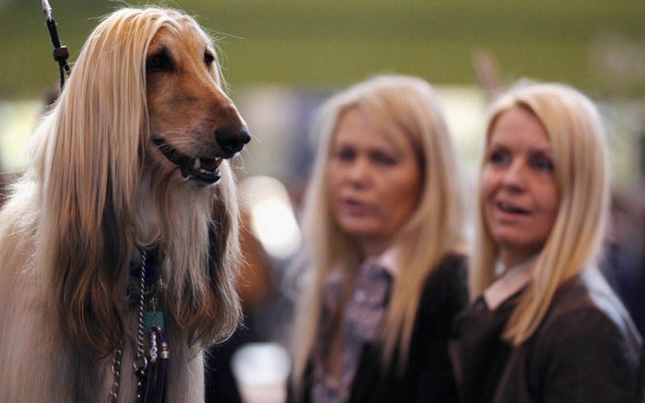 Афганская борзая на фоне девушек