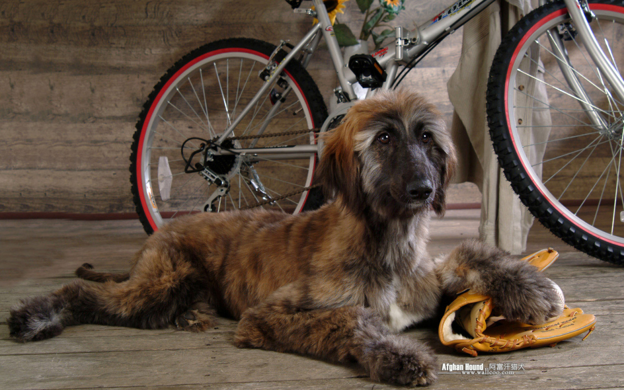 Afghan Hound on the background of the bicycle