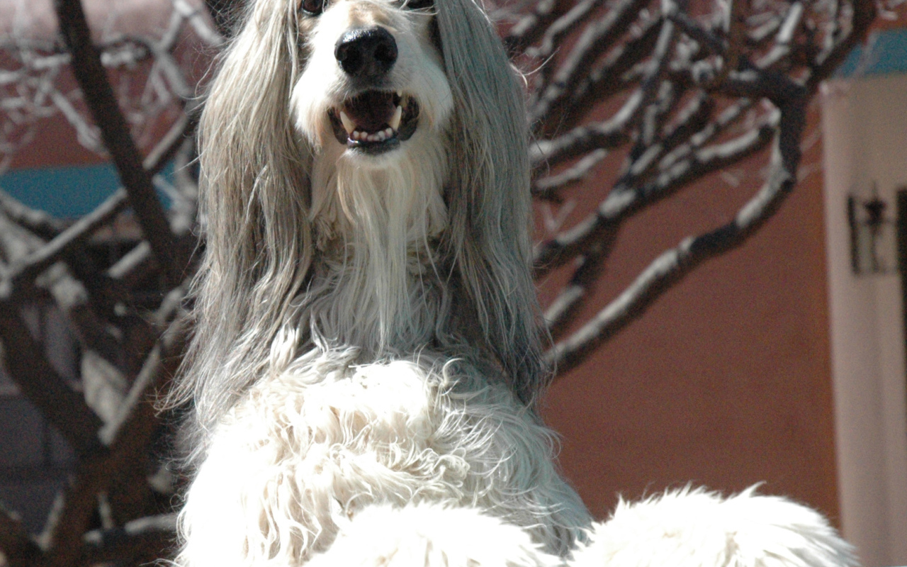 Афганская борзая охраняет территорию