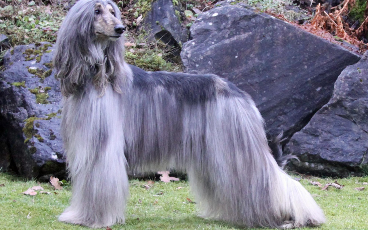 Афганская борзая с серой шерстью