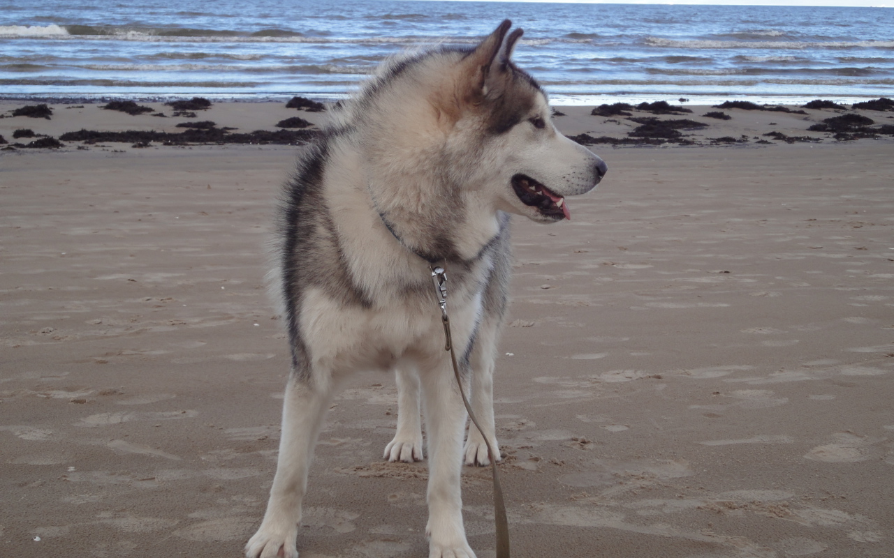 Аляскинский маламут на берегу моря