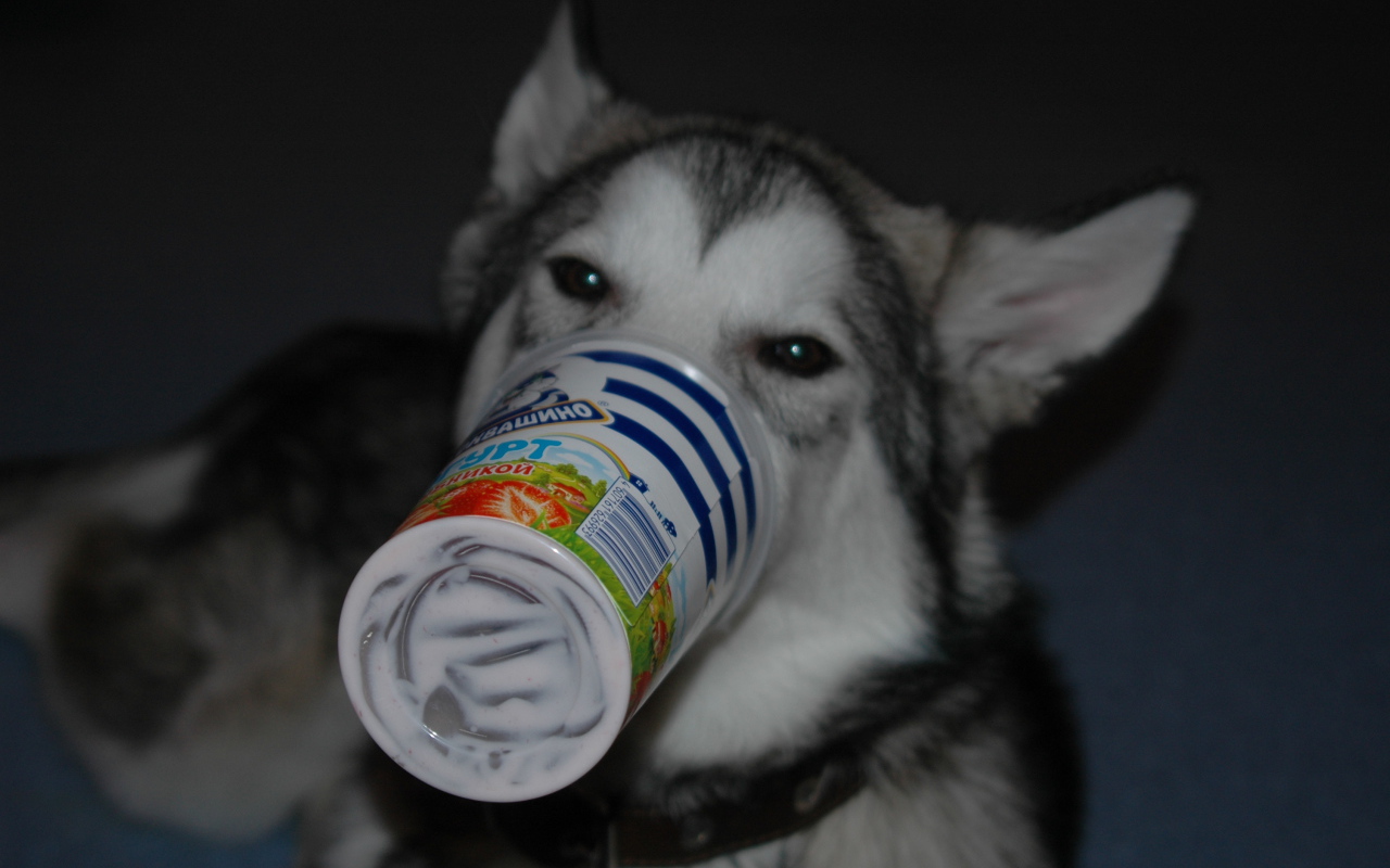 Аляскинский маламут ужинает