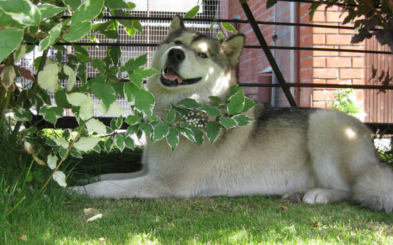 Аляскинский маламут в кустах