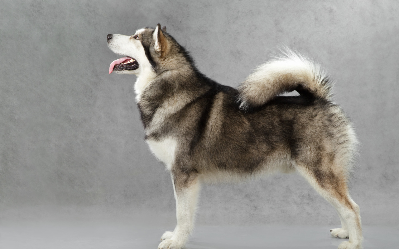 Аляскинский маламут позирует