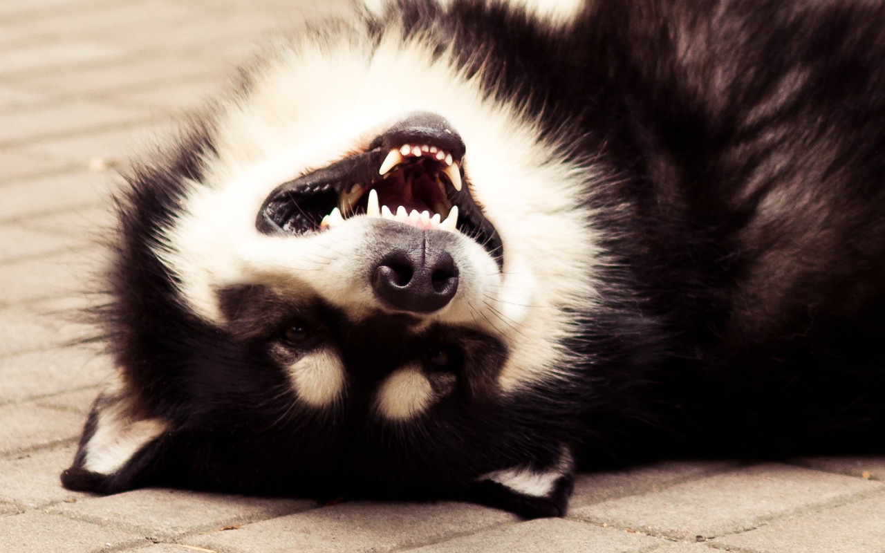 Аляскинский маламут улыбается