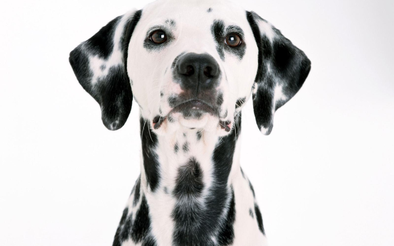 Удивительный далматин