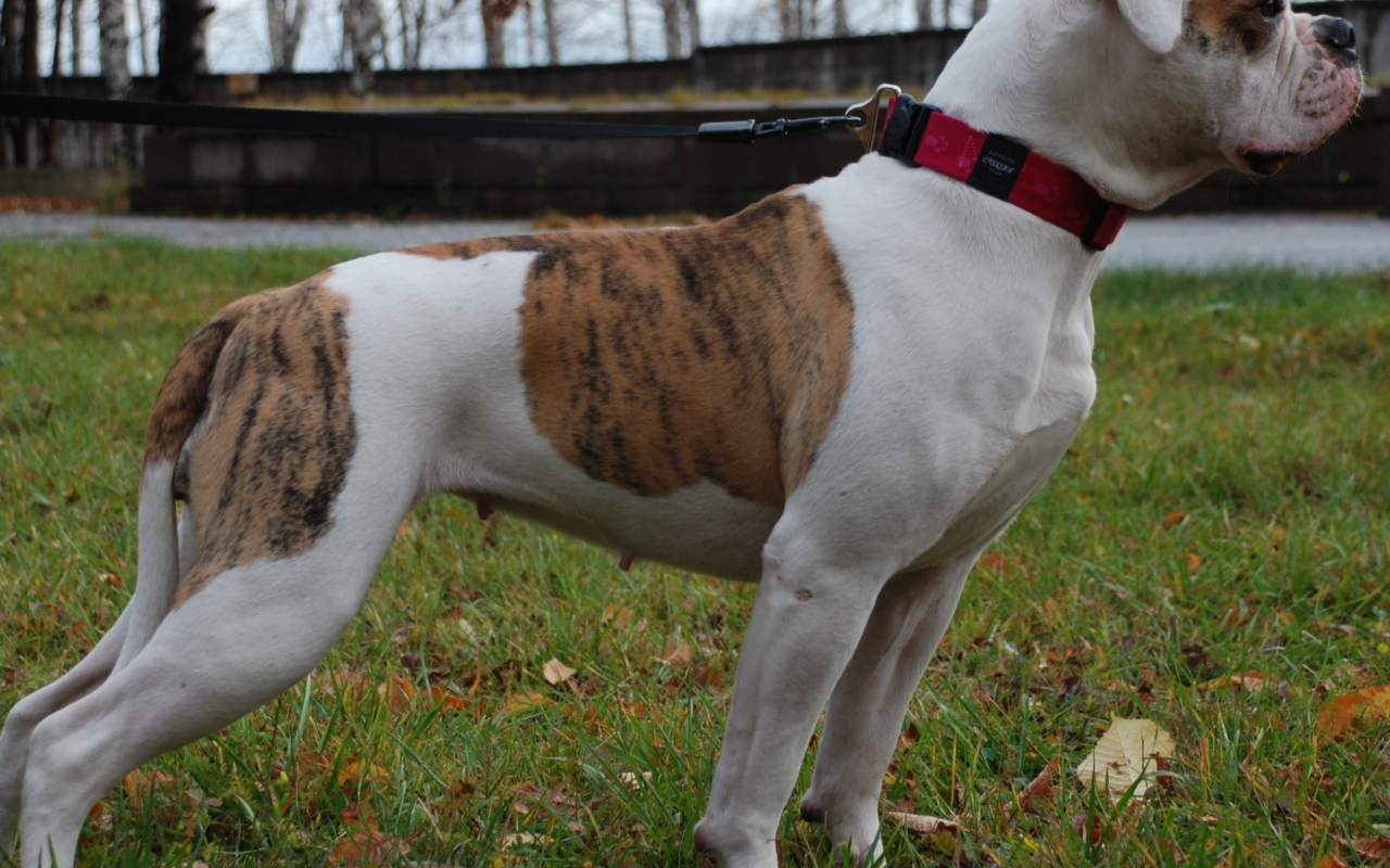 Американский бульдог кого-то увидел