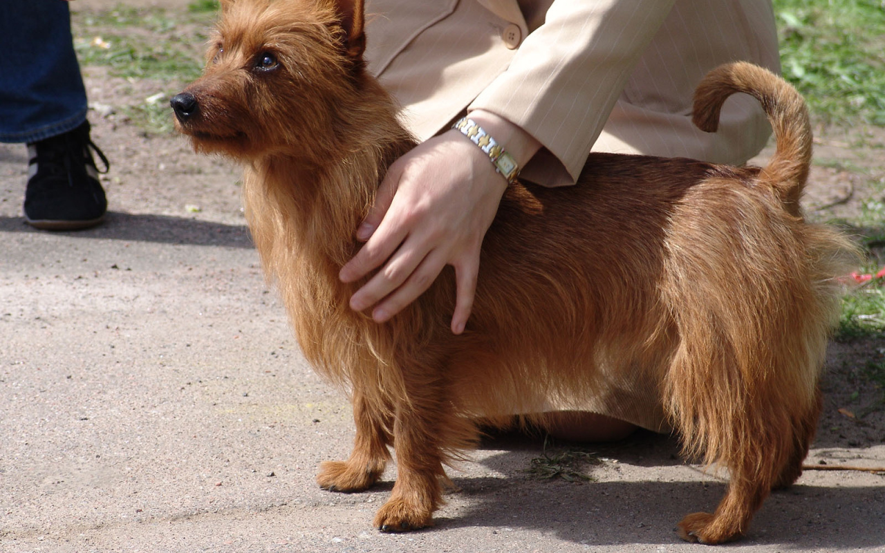 Австралийский терьер с хозяином