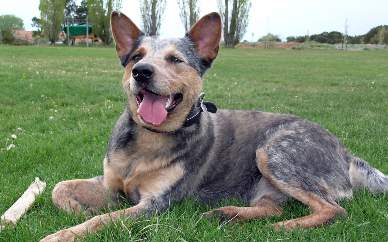 Австралийская пастушья собака устала