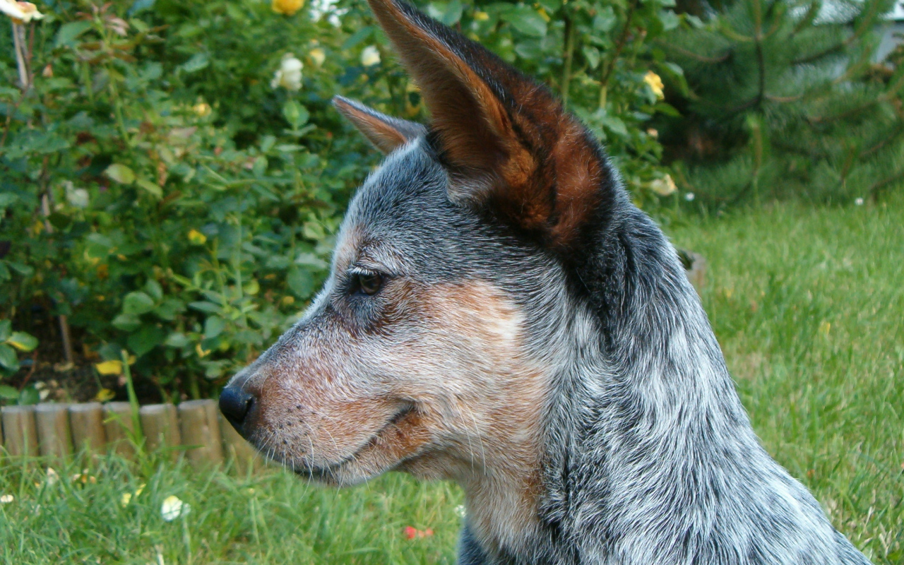 Щенок австралийской пастушьей собаки задумался