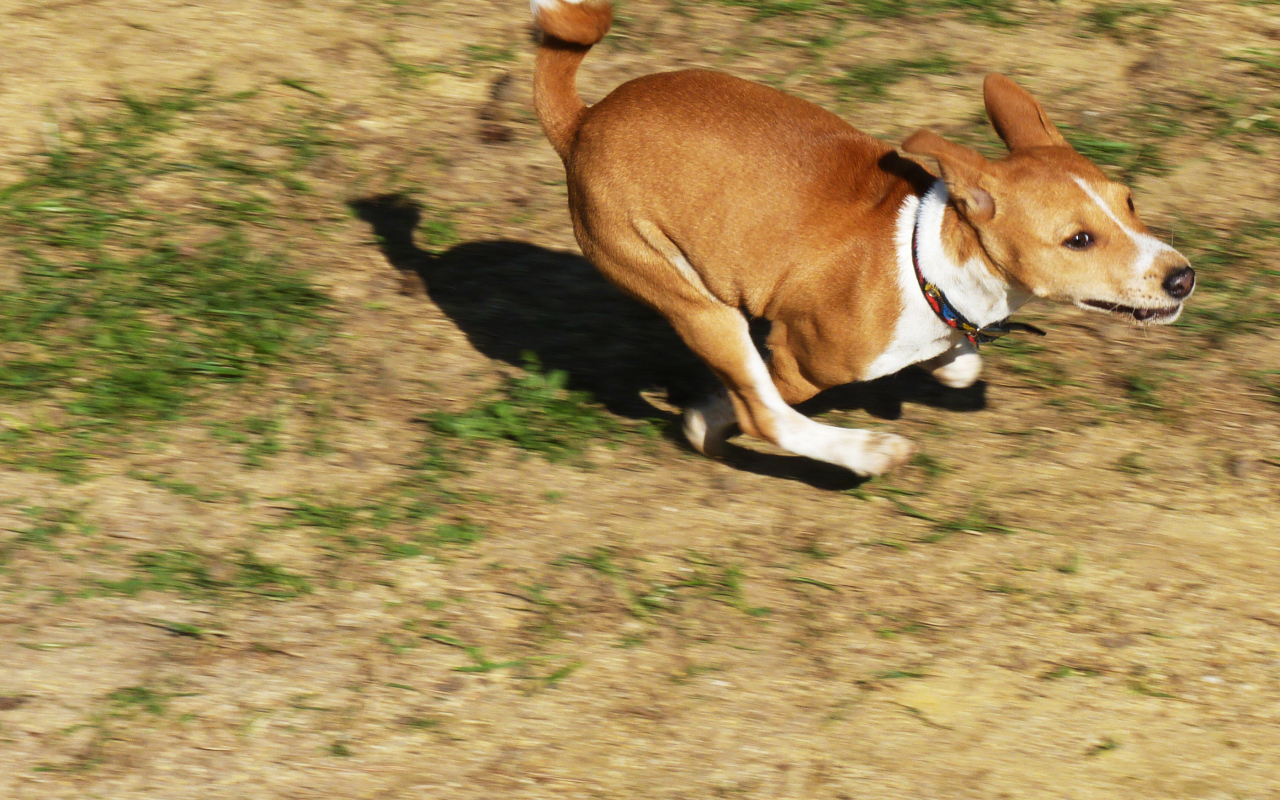 Собака породы басенджи куда-то торопится