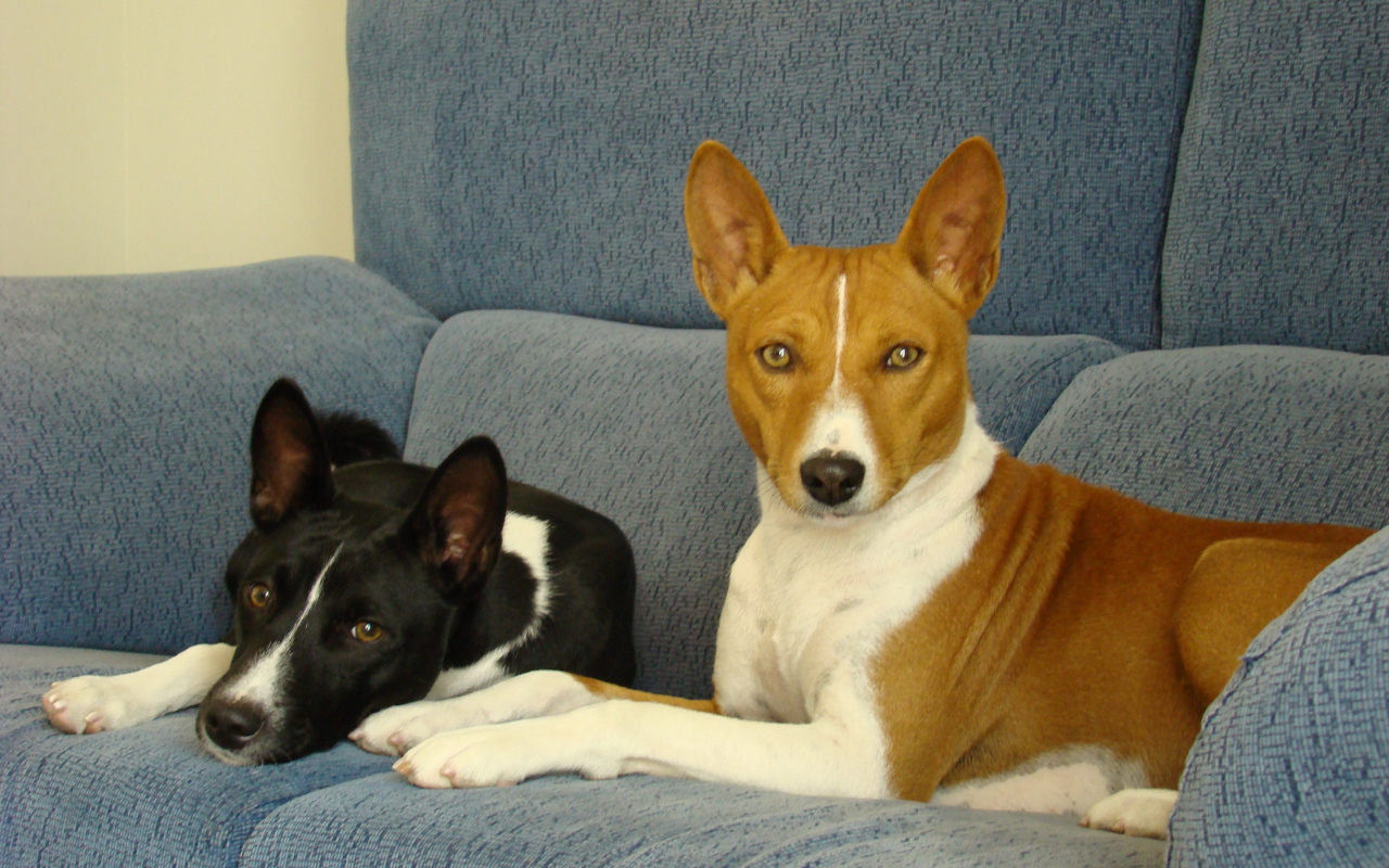 Собаки породы басенджи отдыхают на диване