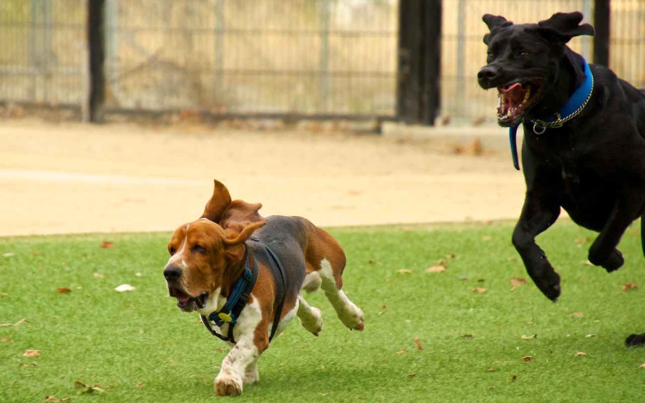 Бассет-хаунд и его друг