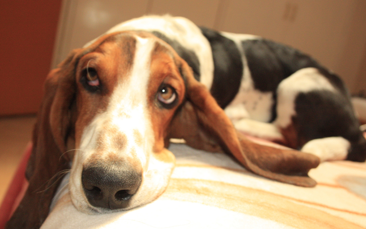 Бассет-хаунд о чём-то мечтает