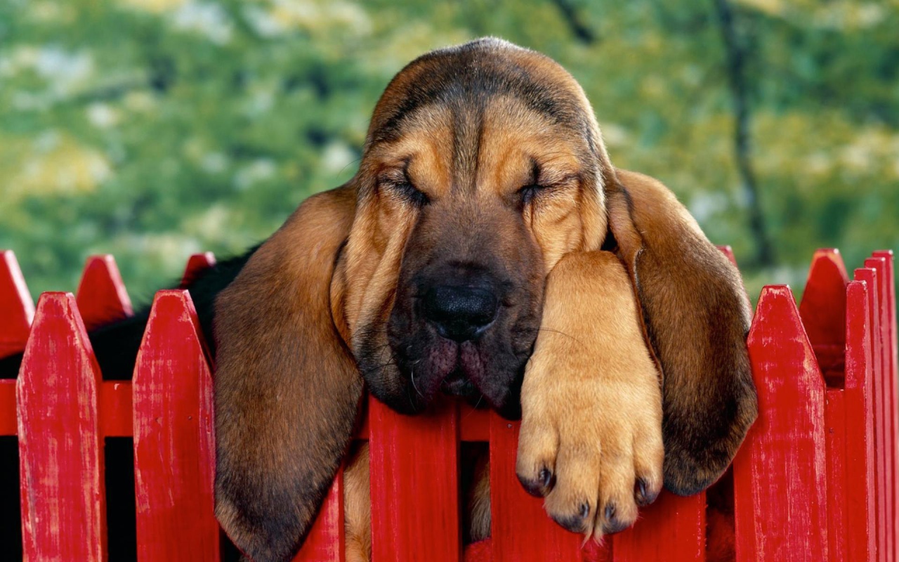 Бассет-хаунд уснул на заборе
