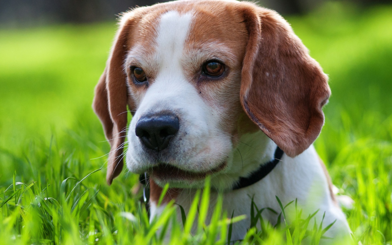 Милая собака породы бигль спряталась в траве