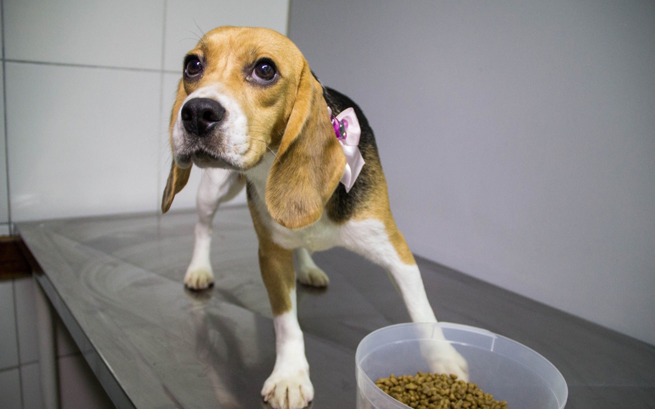 Собака породы бигль собирается поесть