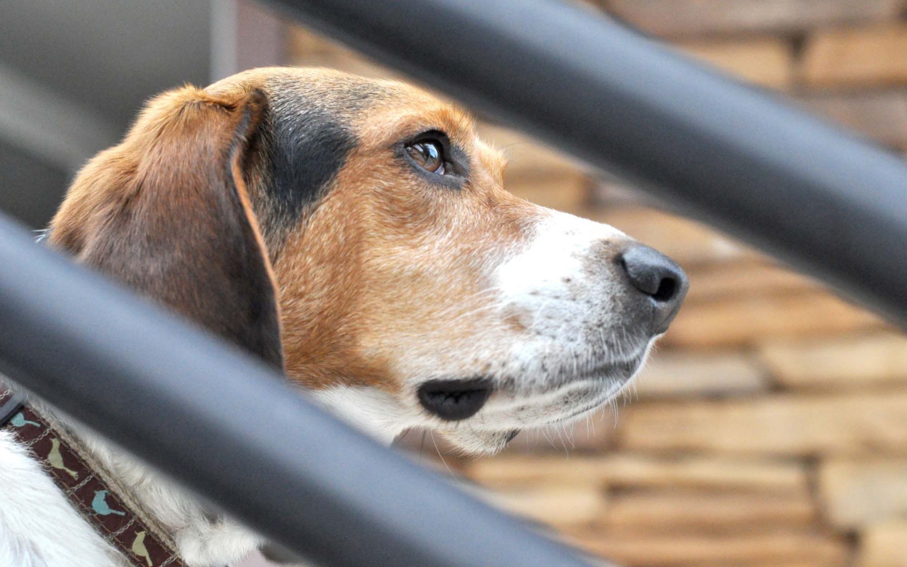 Собака породы бигль о чём-то задумалась