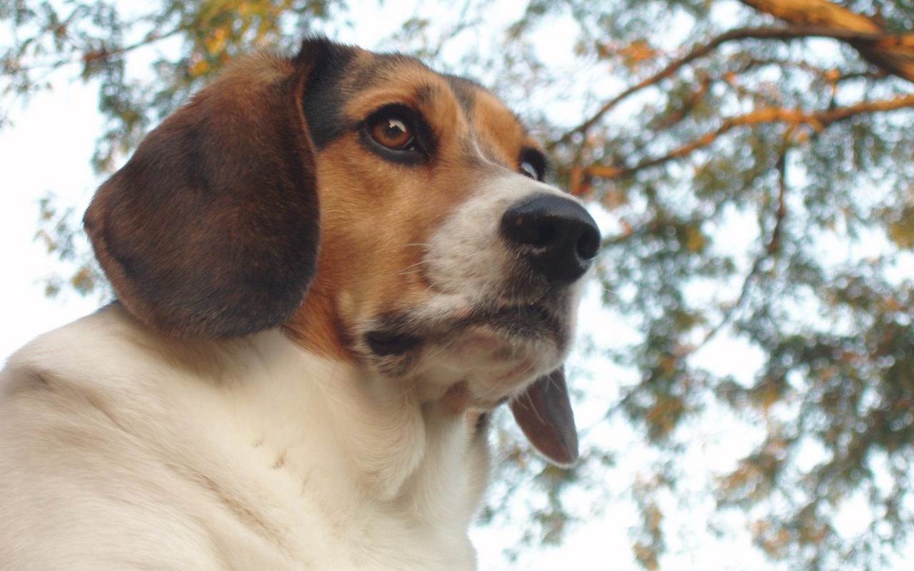 Beagle dog on wood background