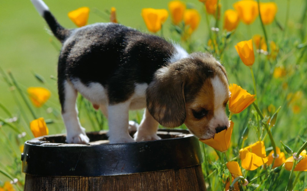 Beagle puppy smelling a flower