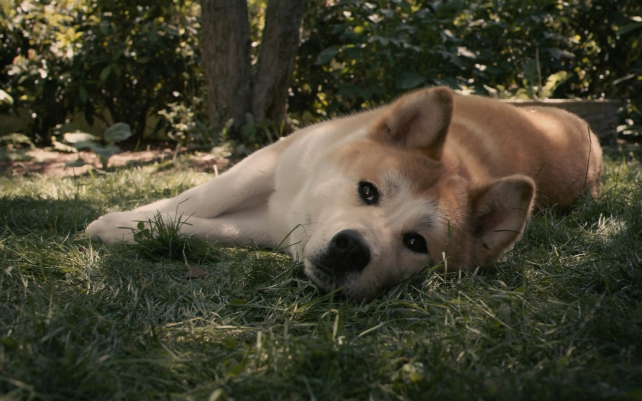 Красивая акита-ину лежит на траве