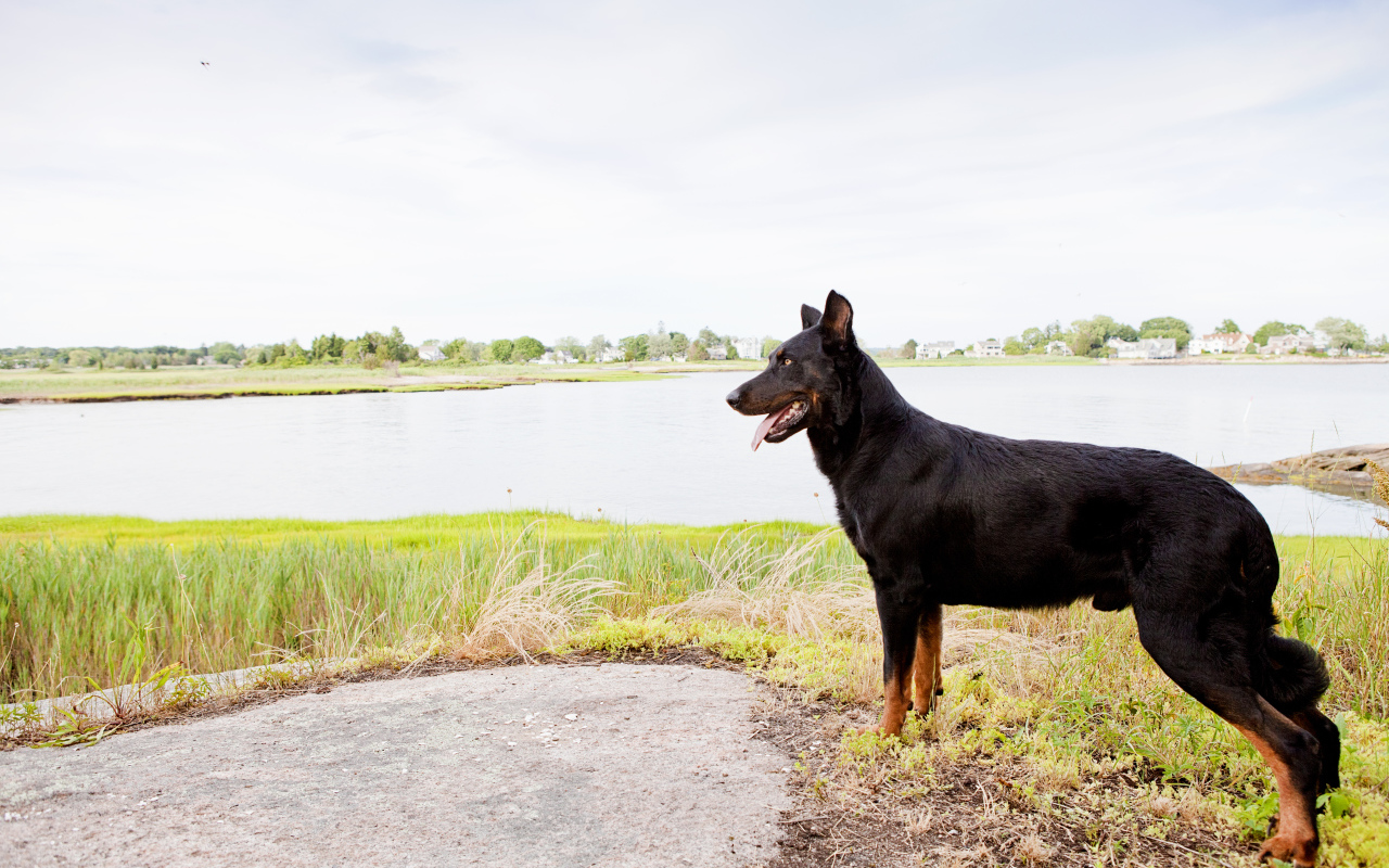 Красивый босерон на фоне озера