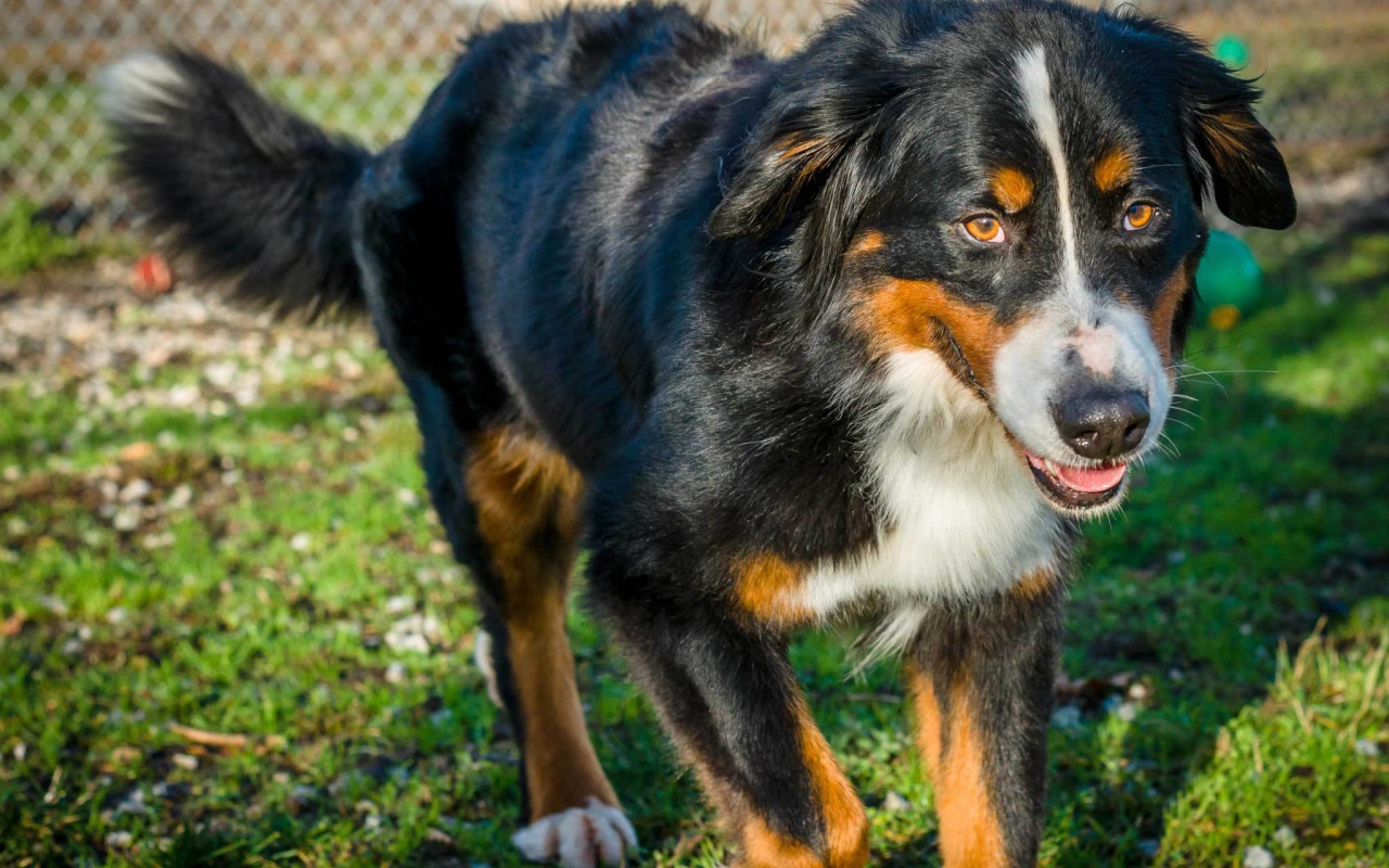Beautiful Bernese Mountain Dog runs to the owner