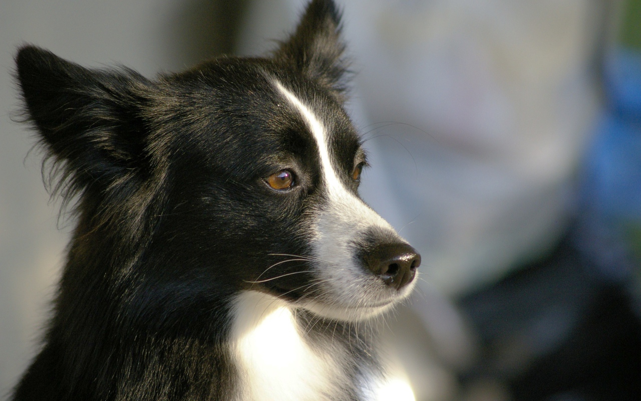 Красивая бордер-колли