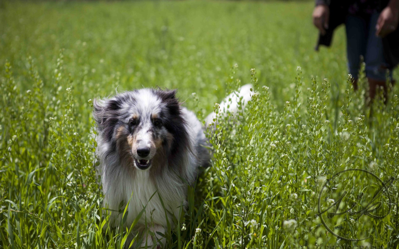 Красивая собака породы шелти в высокой траве