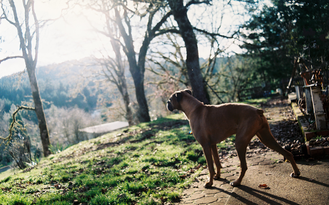 Красивый боксёр любуется природой