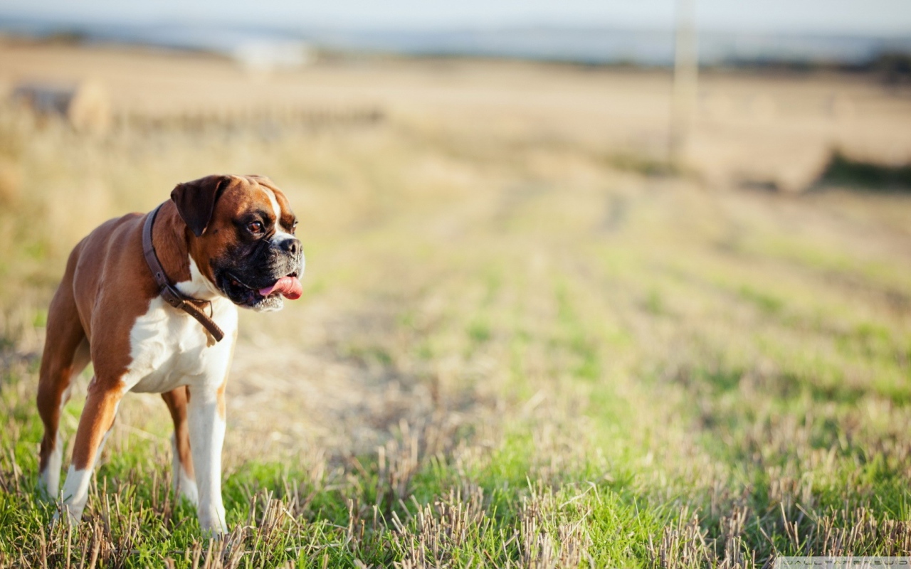 Красивый боксёр гуляет по просторному полю