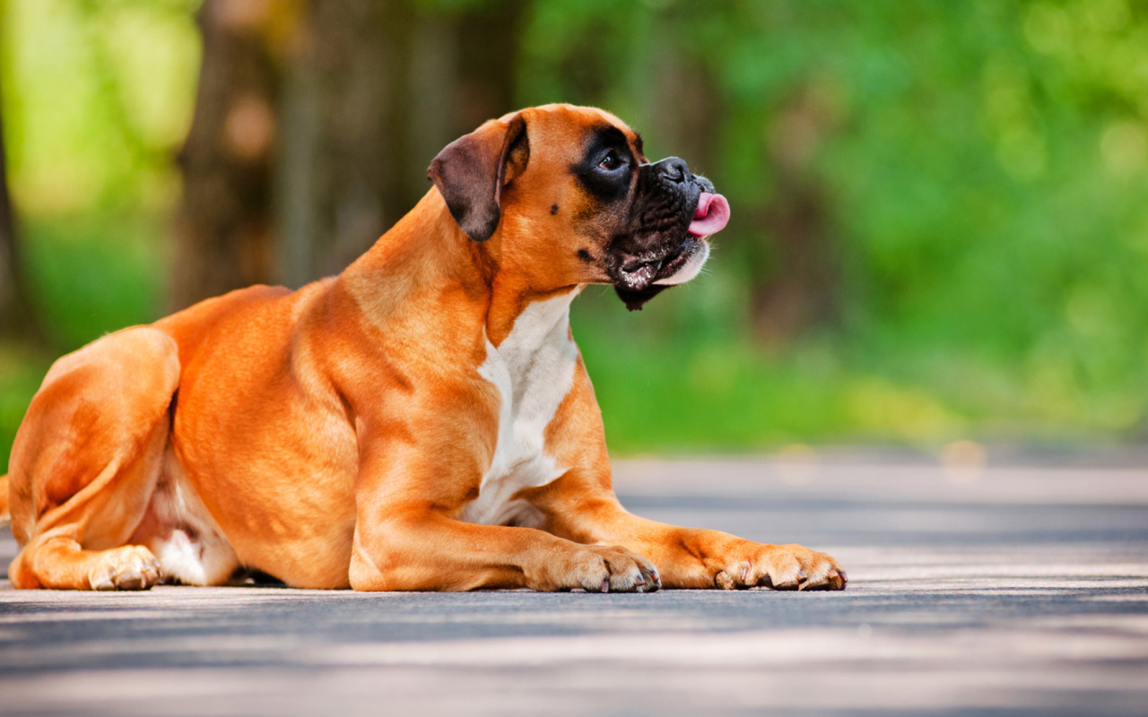 Красивый боксёр лежит на дороге летом