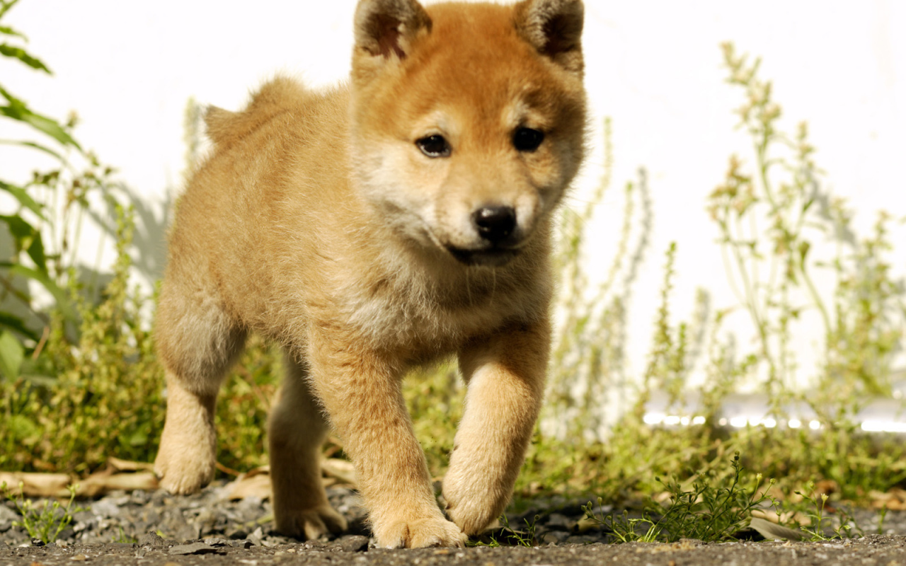 Красивый щенок акита-ину