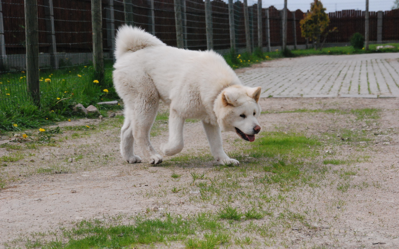 Белая красивая акита-ину