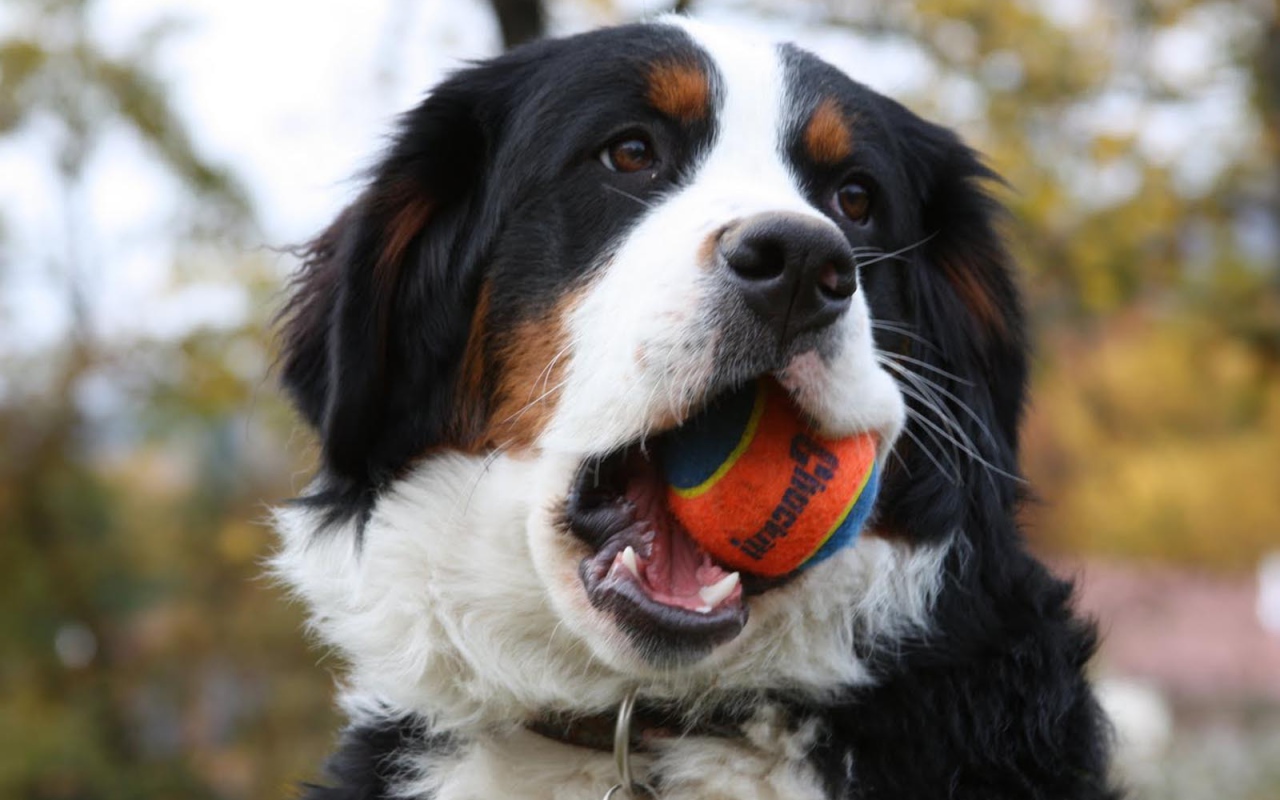 Бернская пастушья собака грызёт мяч