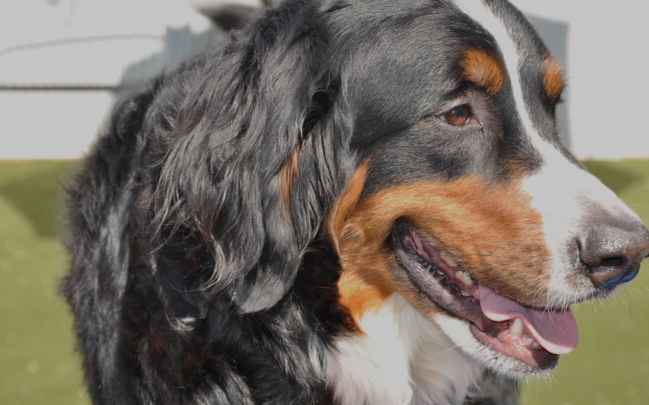 Бернская пастушья собака крупным планом