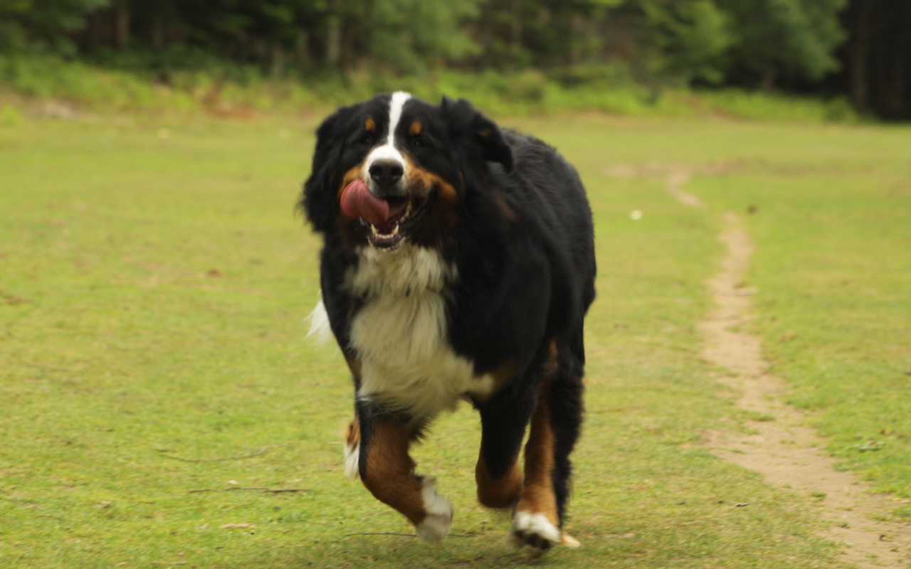 Бернская пастушья собака спешит к хозяину