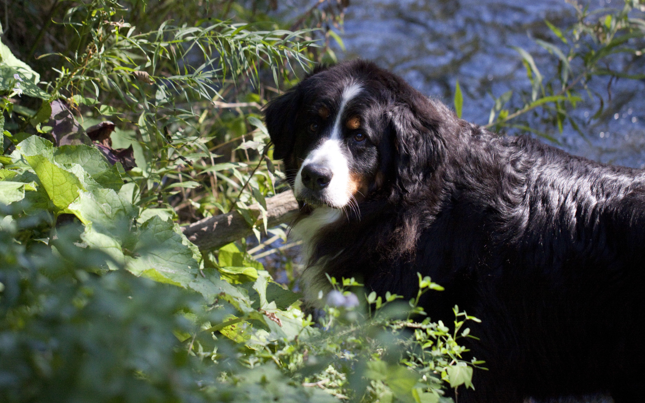 Бернская пастушья собака в кустах