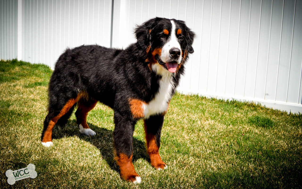 Bernese Mountain Dog in white fence