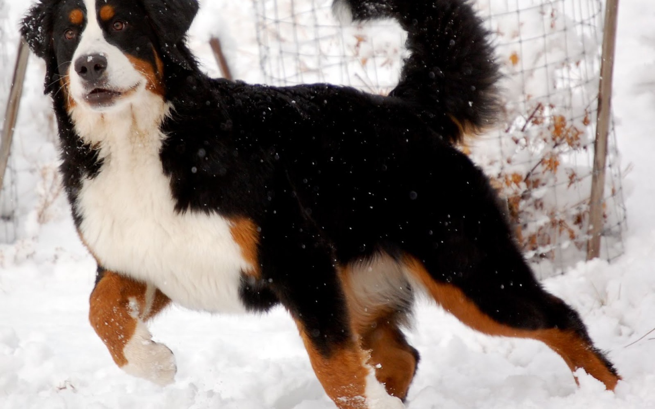 Бернская пастушья собака готовится бежать