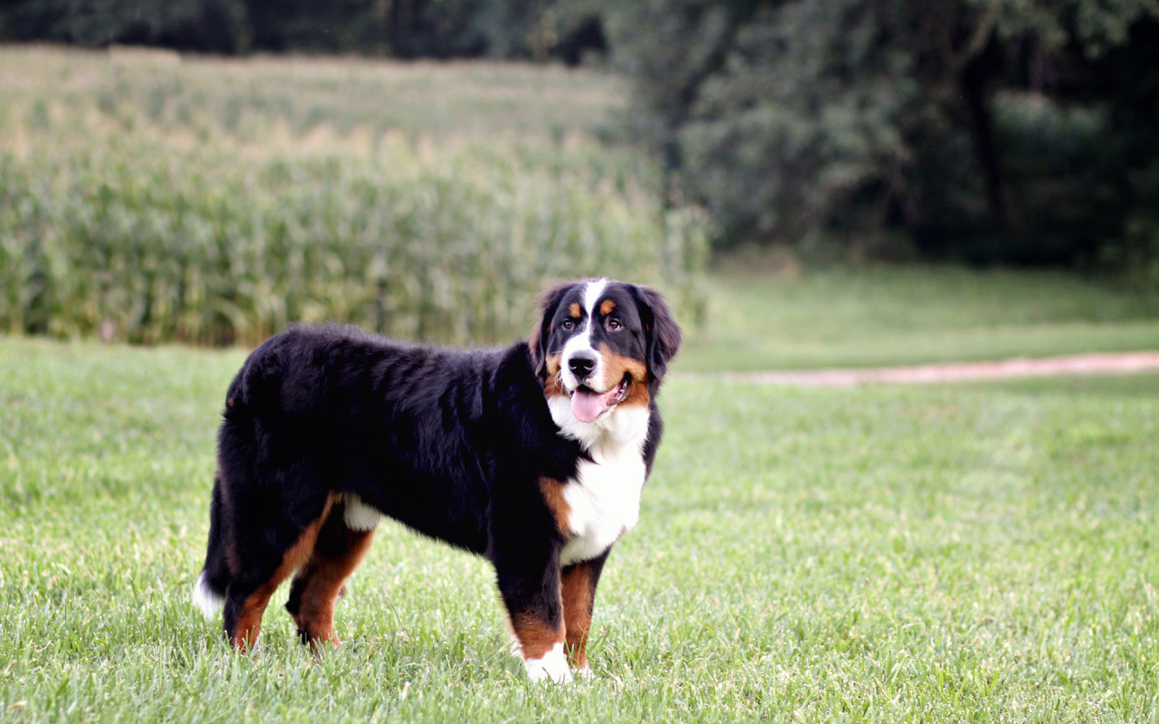 Бернская пастушья собака позирует в поле