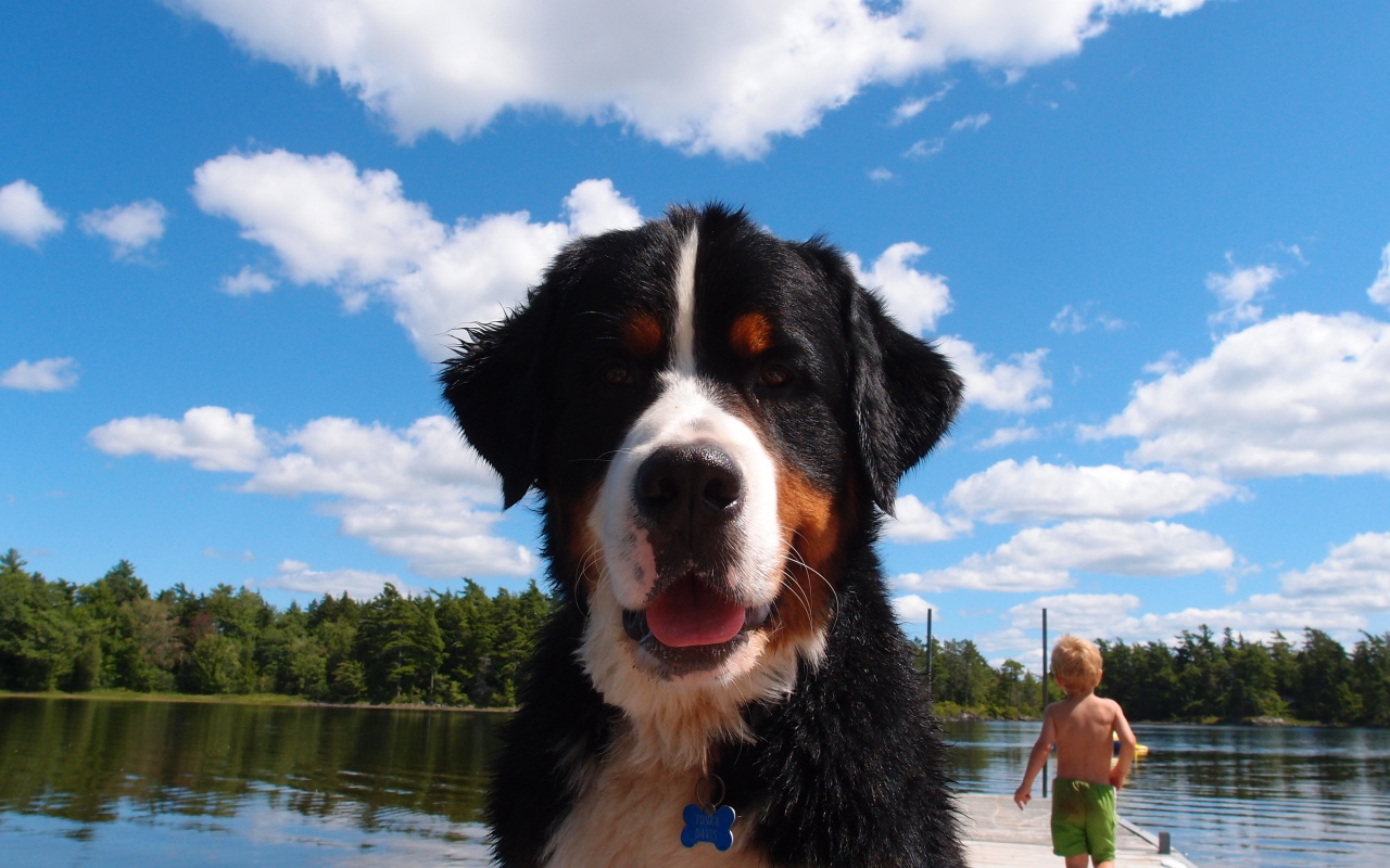 Портрет бернской пастушьей собаки на фоне неба