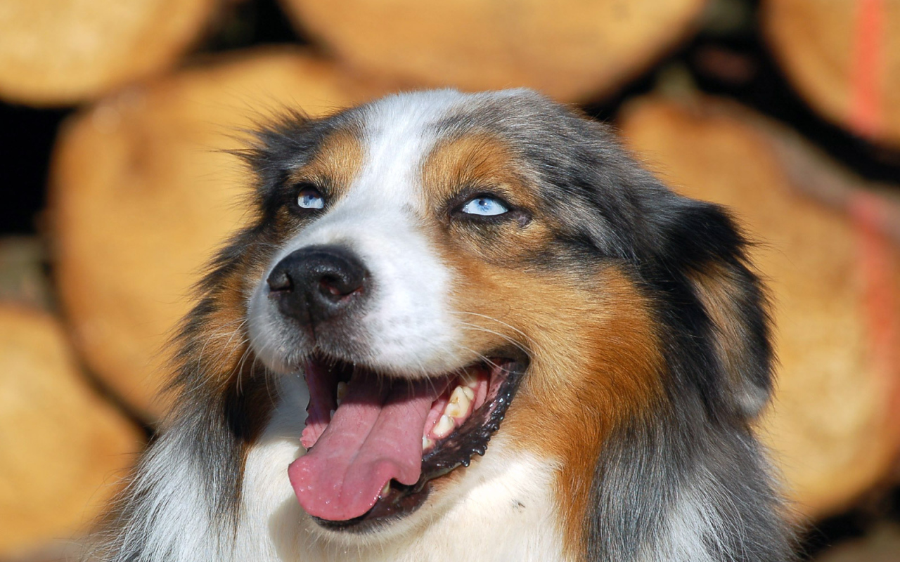 Голубоглазая австралийская овчарка