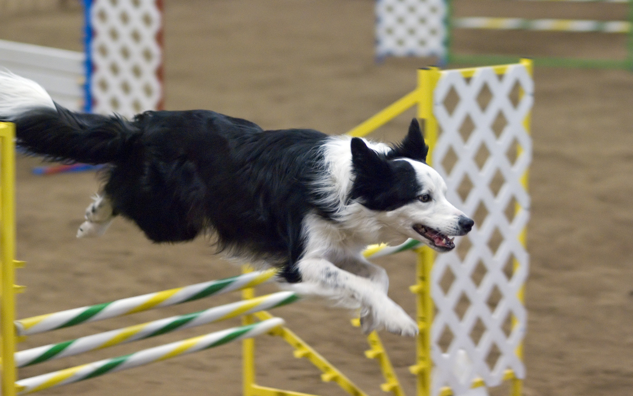 Бордер-колли выполняет команду барьер