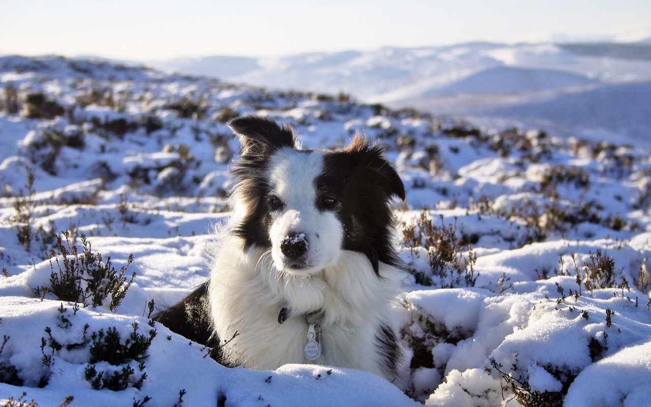 Бордер-колли замёрзла