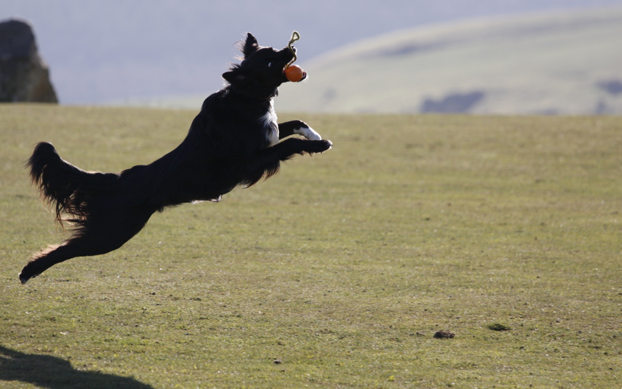 Бордер-колли в прыжке