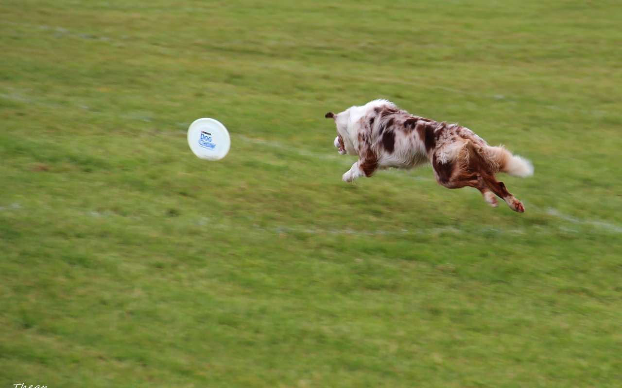 Бордер-колли бежит за фрисби