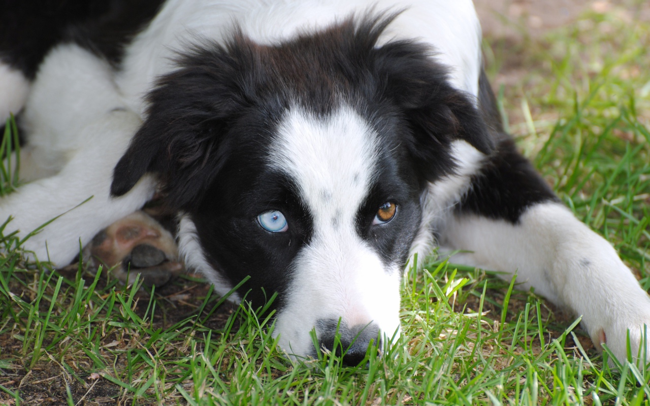 Бордер-колли с разными глазами лежит на траве