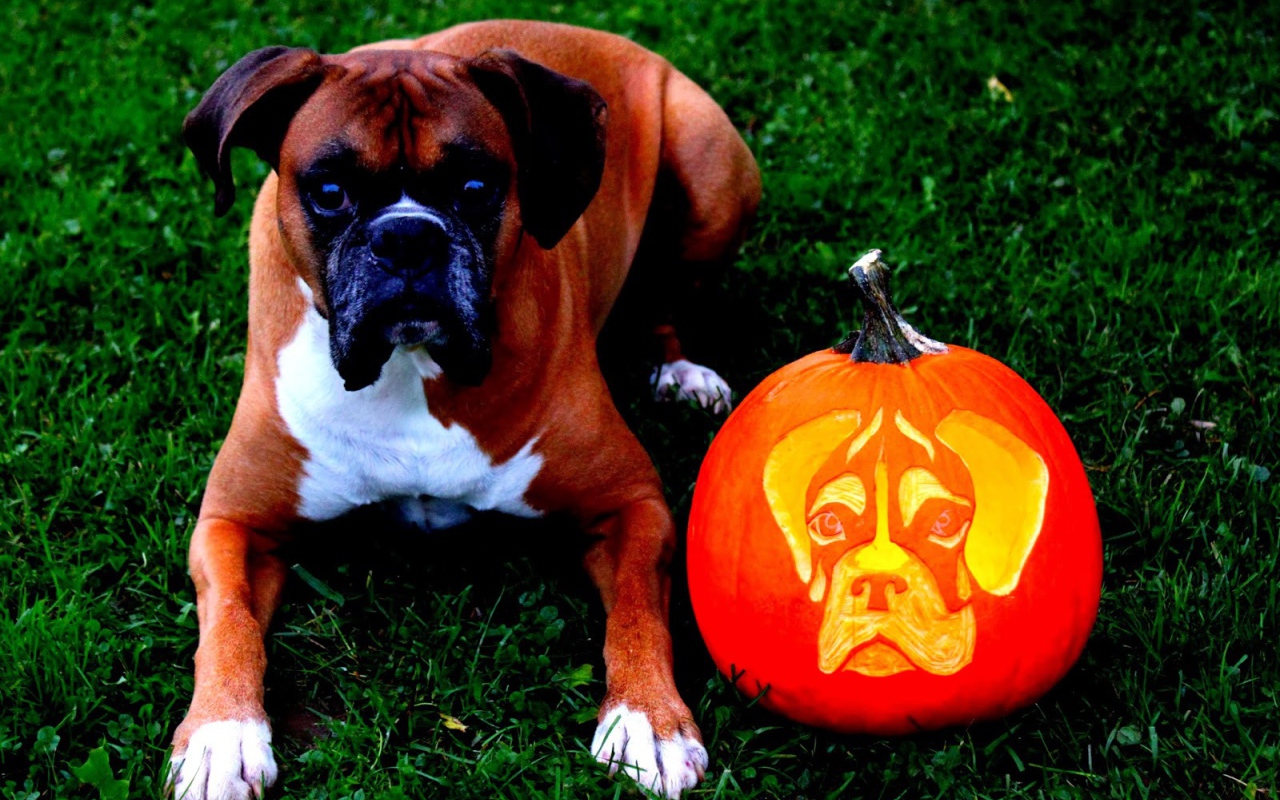 Боксёр и тыква