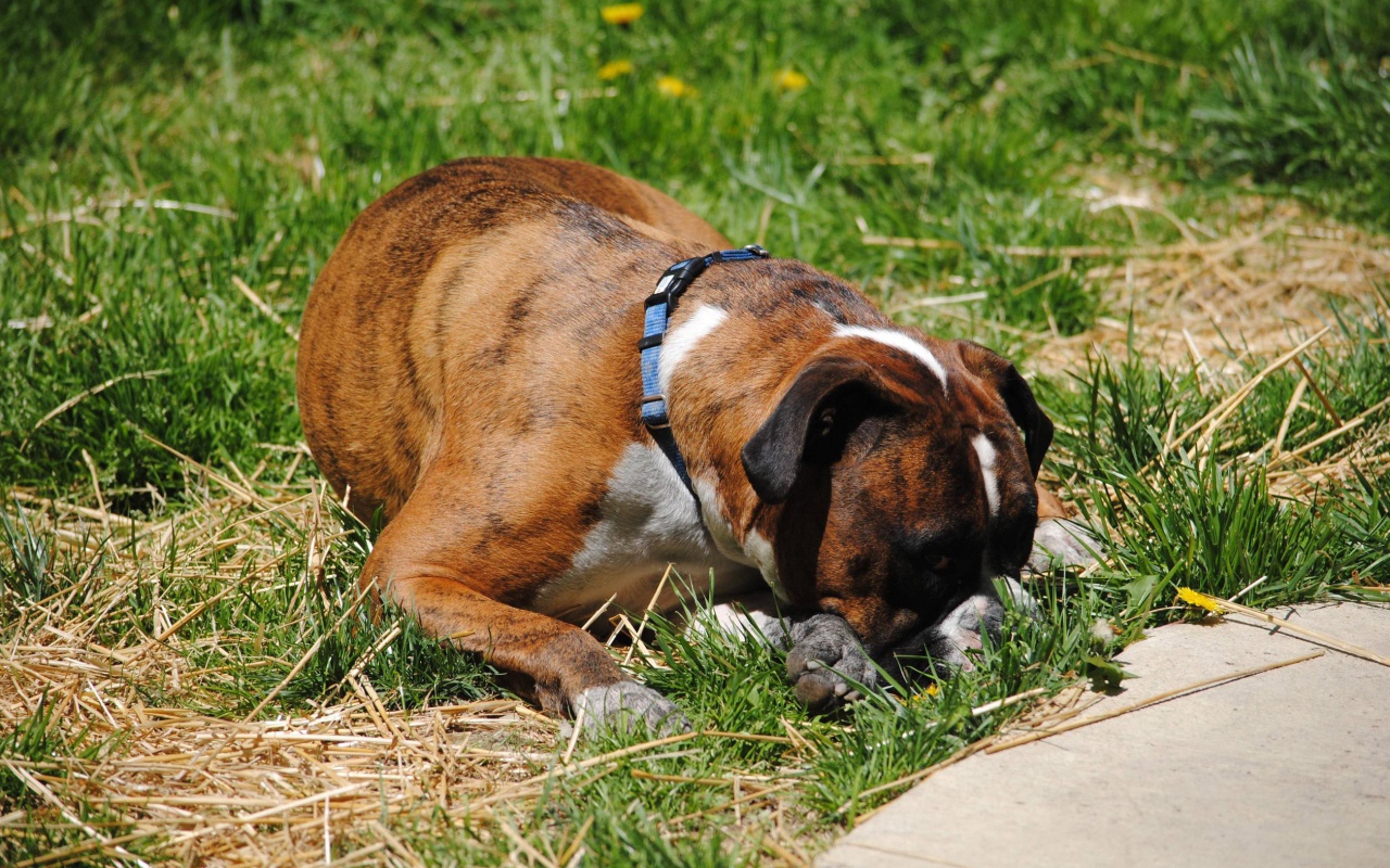 Боксёр в печали